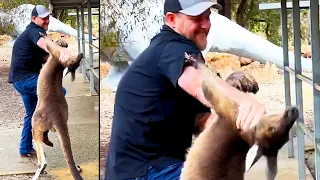 Kangaroo Attacks a Tourist - Ozzy Man Reviews