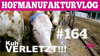 VLOG#164 Kuh am Kopf verletzt   Hofmolkerei Farmvlog