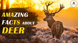 Amazing Facts of Deer | Life Of Deers | Wildlife Documentary | @OrchidsTheInternationalSchool