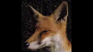 Fox Nose Bump!