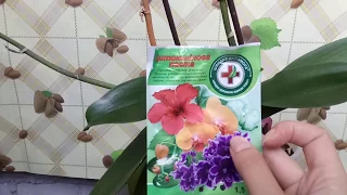 Результат после применения цитокининовой пасты на орхидее. Как стимулировать цветоносы.