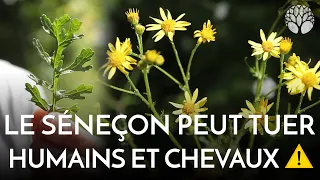 Le séneçon jacobée : plante qui peut tuer humains et chevaux