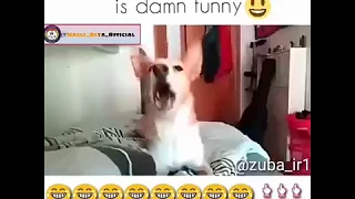 dog singing despacito