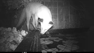 fox eating lilys