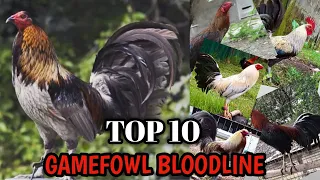 TOP 10 GAMEFOWL BLOODLINE #Gamefowl