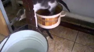 Кот в кастрюле