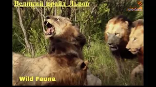 Wild Fauna /Прирождённые Короли /Великий прайд Львов / Mapogo Lions-часть-3