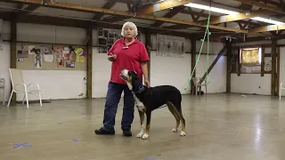 George The Greater Swiss Mountain Dog Working On His G E D