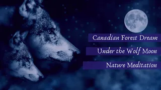 ASMR soothing sounds. Campfire, loons, wolves and owls