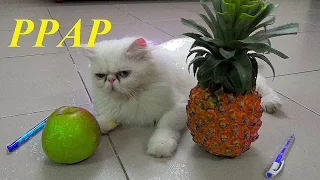 Pen Pineapple Apple Pen - PPAP Song | PPAP Cat Version | Meo Cover Home