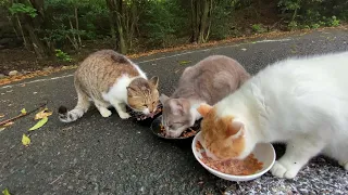 【BGM付き】急な暑さに負けるもんかという感じでご飯を食べる野良猫達　Stray cats eating their food like they are overcoming the heat