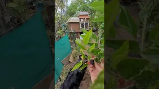 Illinois everbearing mulberry tree