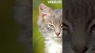 #cat #bachao #catlover #catoo #funny #cute #cutecat #comedy #viralvideo #shortsfeed