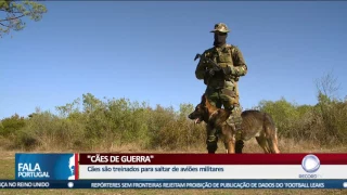 Cães de Guerra | Reportagem Fala Portugal