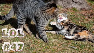 🤣Невероятно милые пушистики и милашки!😸Смешные Кошки Приколы с Кошками Собаками #47 Funny cats video