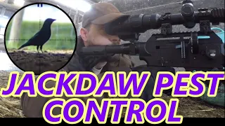 Jackdaw Pest Control - FX Dreamline Tactical .25 FAC