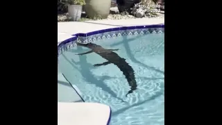 WOW! 🐊 8 FOOT alligator cools off in Florida pool