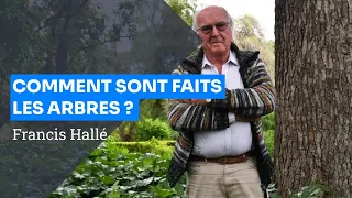 L'Arbre et sa Structure, Francis HALLÉ - Formation Intégrale