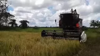 Suriname, Combine Rice Harvesting, Laverda Fiatagri 3500