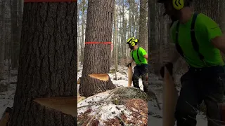 Using A Bore Cut to Drop a Pine #shorts