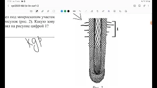 ВПР по биологии 6 класс, 2023 года