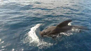 Wale und Delfine im Atlantik zwischen La Gomera und Teneriffa