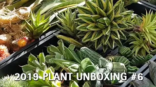 2019 Plant Unboxing / Haul #6