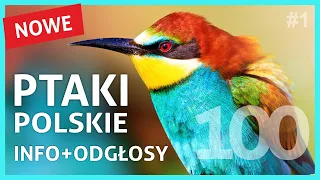 Ptaki Polskie - Nazwy, Wygląd i Śpiew Ptaków cz.1