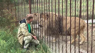 Марсель - страшный ревнивец! Jealous lion