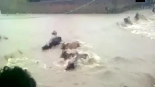 Watch: Cattle drowning in flood water - ANI News
