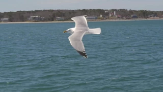 Seagull in flight