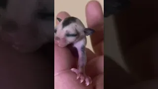 Sugar Glider Baby just came out of his mommy's pouch!!