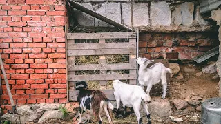 DIY Goat Feeder from Pallet wood