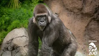 Female Western Lowland Gorilla Ndjia Joins L.A. Zoo Troop