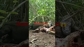 two big komodo eat deer