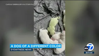 Golden retriever puppy named Shamrock born with green hue