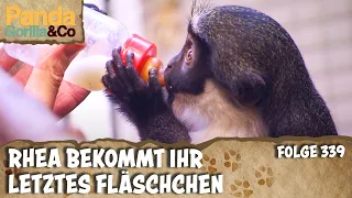 Beutelsuche bei den Kängurus und Dianameerkatze Rhea wird erwachsen | Panda, Gorilla & Co.