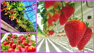 Modern Hydroponic Strawberries Farming | Strawberries Harvest | Modern Agriculture Technology