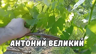 Виноград Антоний Великий.Нормировка побегами и гроздями.