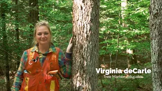 It Takes A Forest: Virginia deCarle