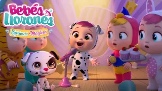 DREAMY Y SU MASCOTA 🦄💙 BEBÉS LLORONES 💧 LÁGRIMAS MÁGICAS 💕 PARA NIÑOS en ESPAÑOL