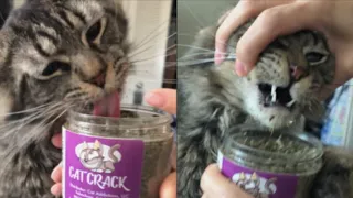 Cat Addicted To Catnip