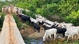 O GADO FUGIU DA FAZENDA😰