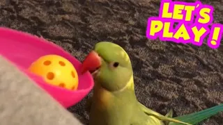 Cute talking parrot always wants to play “so adorable”