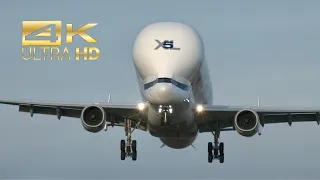 (4K) Airbus A330-743L Beluga XL 5 F-GXLK arrival Manching Airbase ETSI IGS XL5