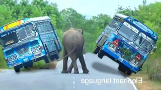 Jungle Giants: The Bus Battle with Wild Elephants.