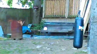 Blue Jay Bird attacks cat