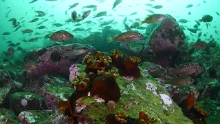 Осень под водой.