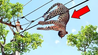 10 Shocking Moments Animals Crossed Paths With Electricity