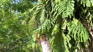 Miami Beach Botanical Garden - July 2023